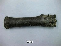 藏品(馬肢骨)的圖片